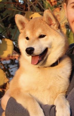 picture of dog