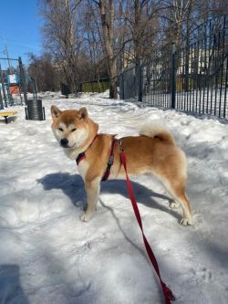 picture of dog