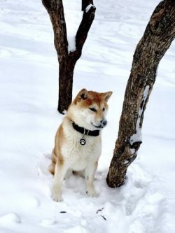 picture of dog