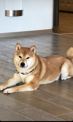 picture of dog