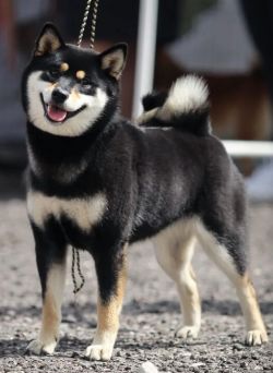 picture of dog