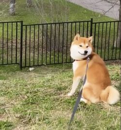 picture of dog
