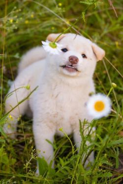 picture of dog