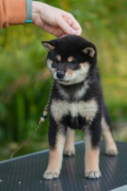 picture of dog
