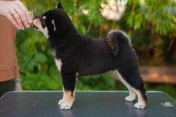 picture of dog