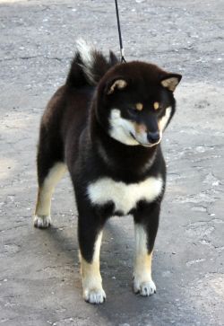 picture of dog