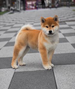 picture of dog