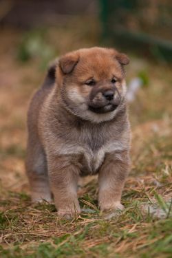picture of dog