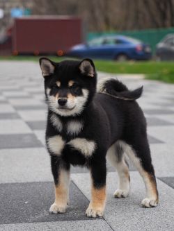 picture of dog