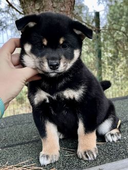 picture of dog