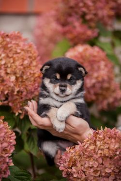 picture of dog