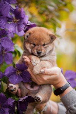 picture of dog