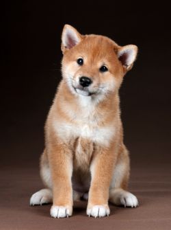 picture of dog