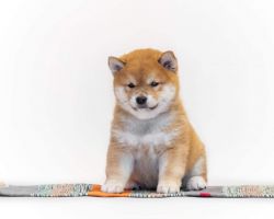 picture of dog
