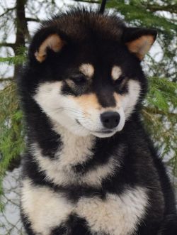 picture of dog