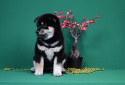 picture of dog