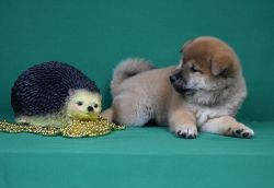 picture of dog