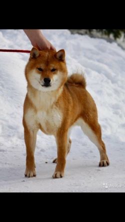 picture of dog