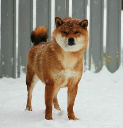 picture of dog