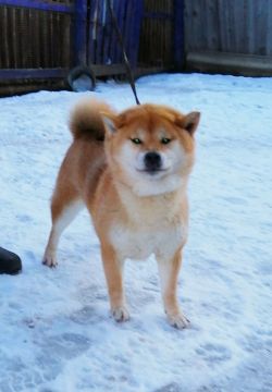 picture of dog