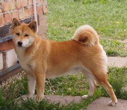 picture of dog