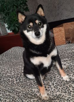 picture of dog