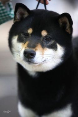 picture of dog