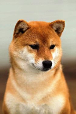 picture of dog