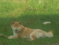picture of dog