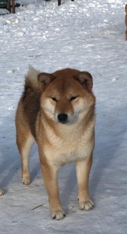 picture of dog