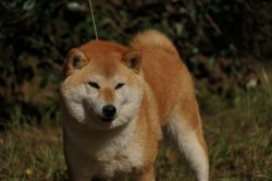 picture of dog