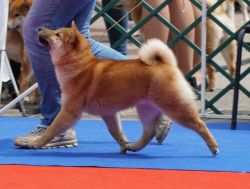picture of dog