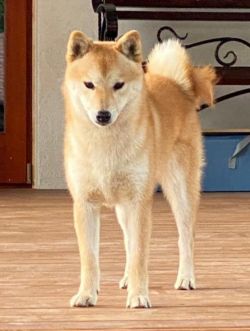 picture of dog