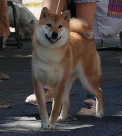 picture of dog