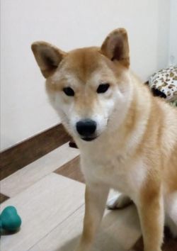 picture of dog