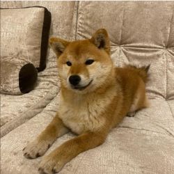 picture of dog