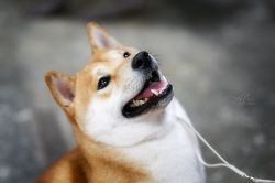 picture of dog