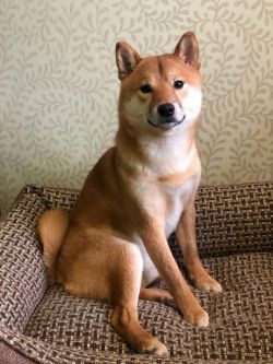 picture of dog