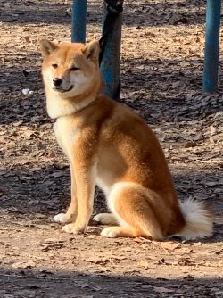 picture of dog