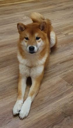picture of dog