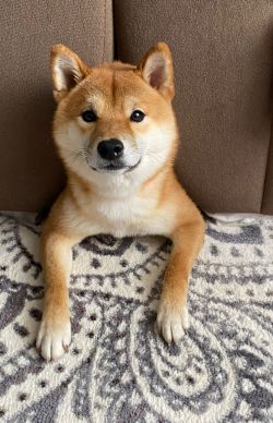 picture of dog