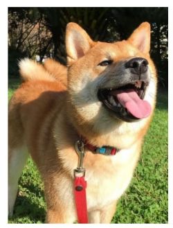 picture of dog