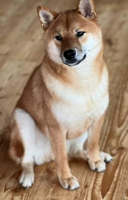 picture of dog