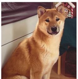 picture of dog