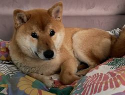 picture of dog