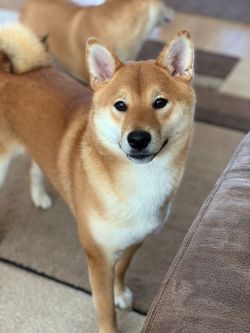 picture of dog