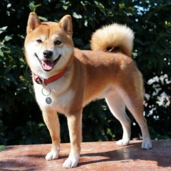 picture of dog