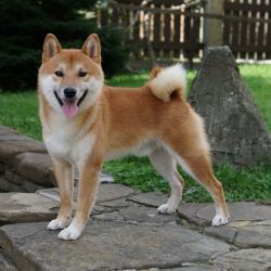 picture of dog