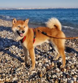 picture of dog