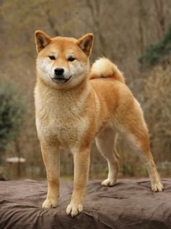 picture of dog